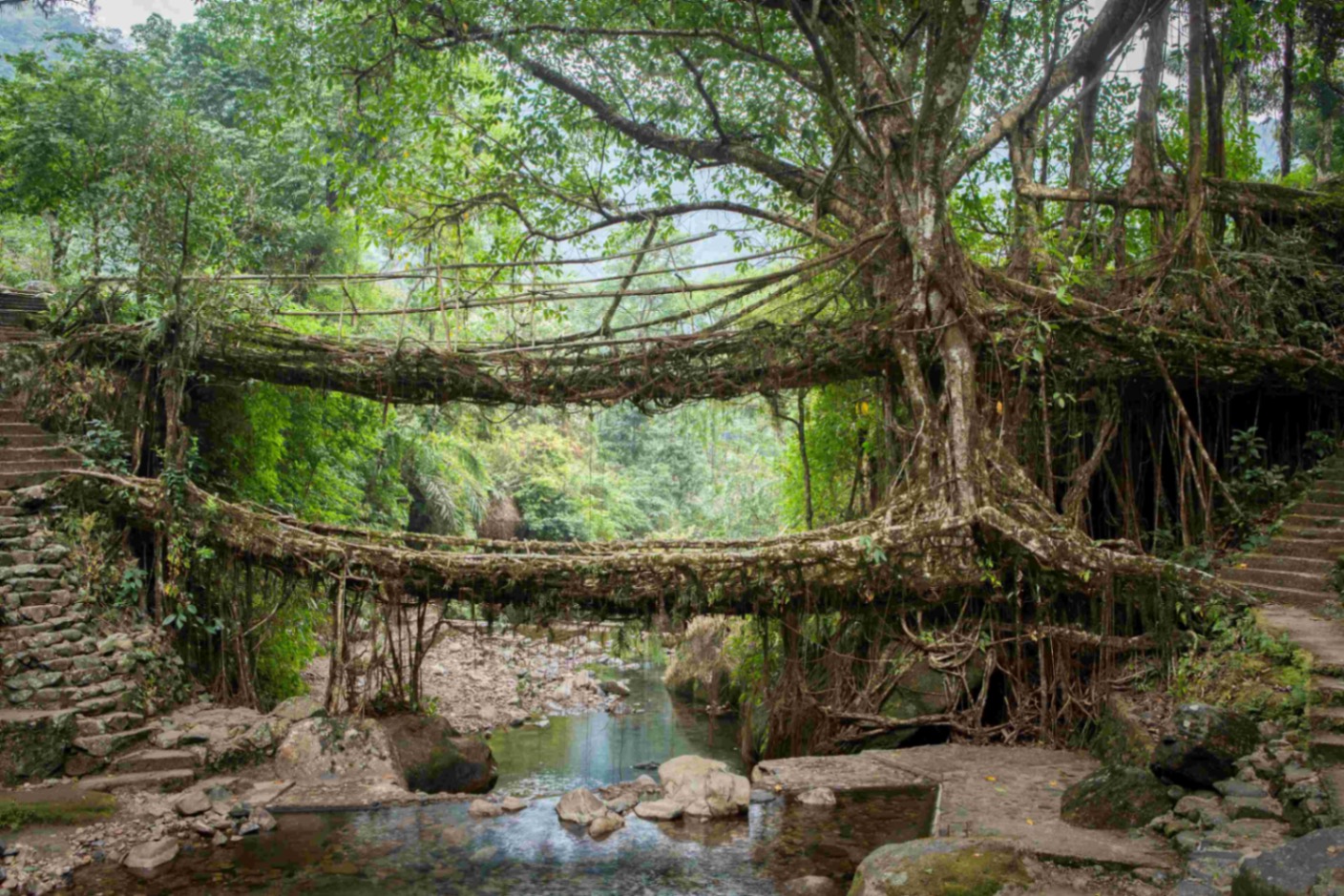 Living Root Bridge